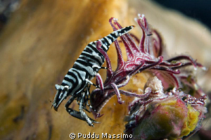 gangga,nikon d2x 60mm macro by Puddu Massimo 